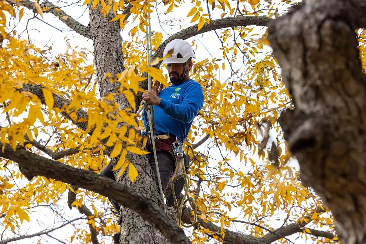 Skilled Tree Pruning crew working in Teec Nos Pos